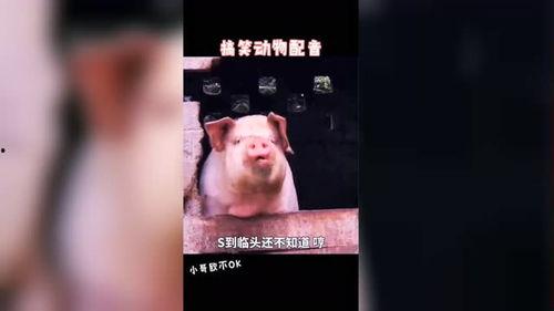 视频配音猪,探寻配音背后的猪界传奇