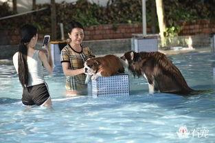 黄狗水池爆料怎么办视频,揭秘事件背后真相