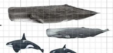 虎鲸vs抹香鲸视频,海洋霸主间的激烈较量