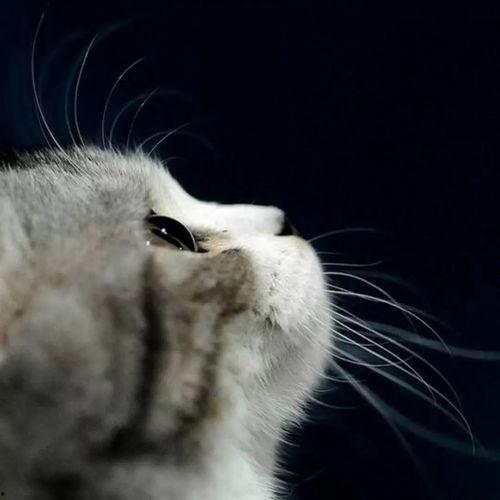 娱乐吃瓜酱神仙猫,揭秘娱乐圈背后的神秘故事